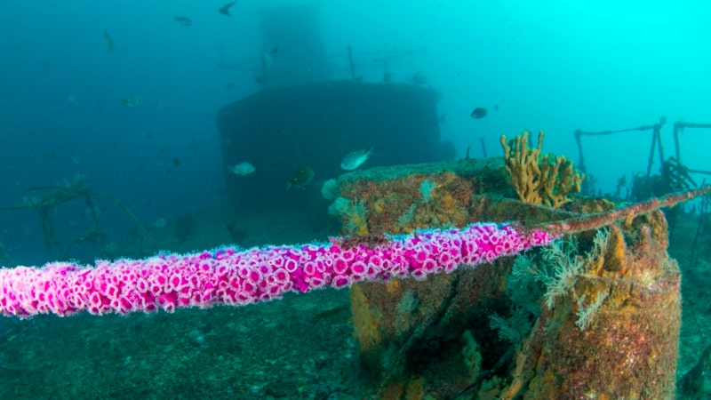 Great snorkelling 